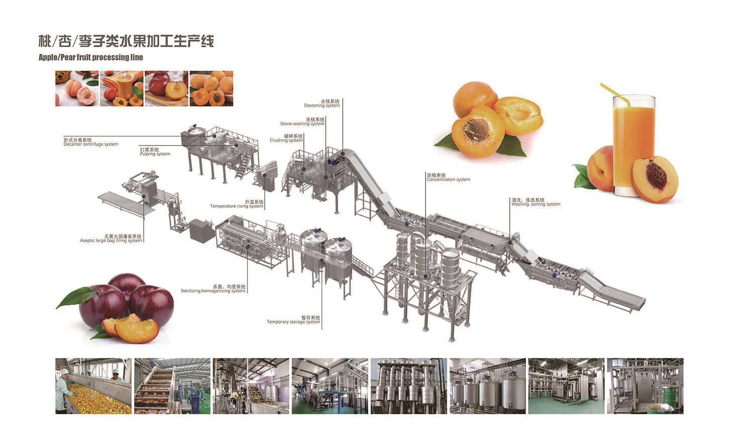 桃、杏、李子类水果加工生产线
